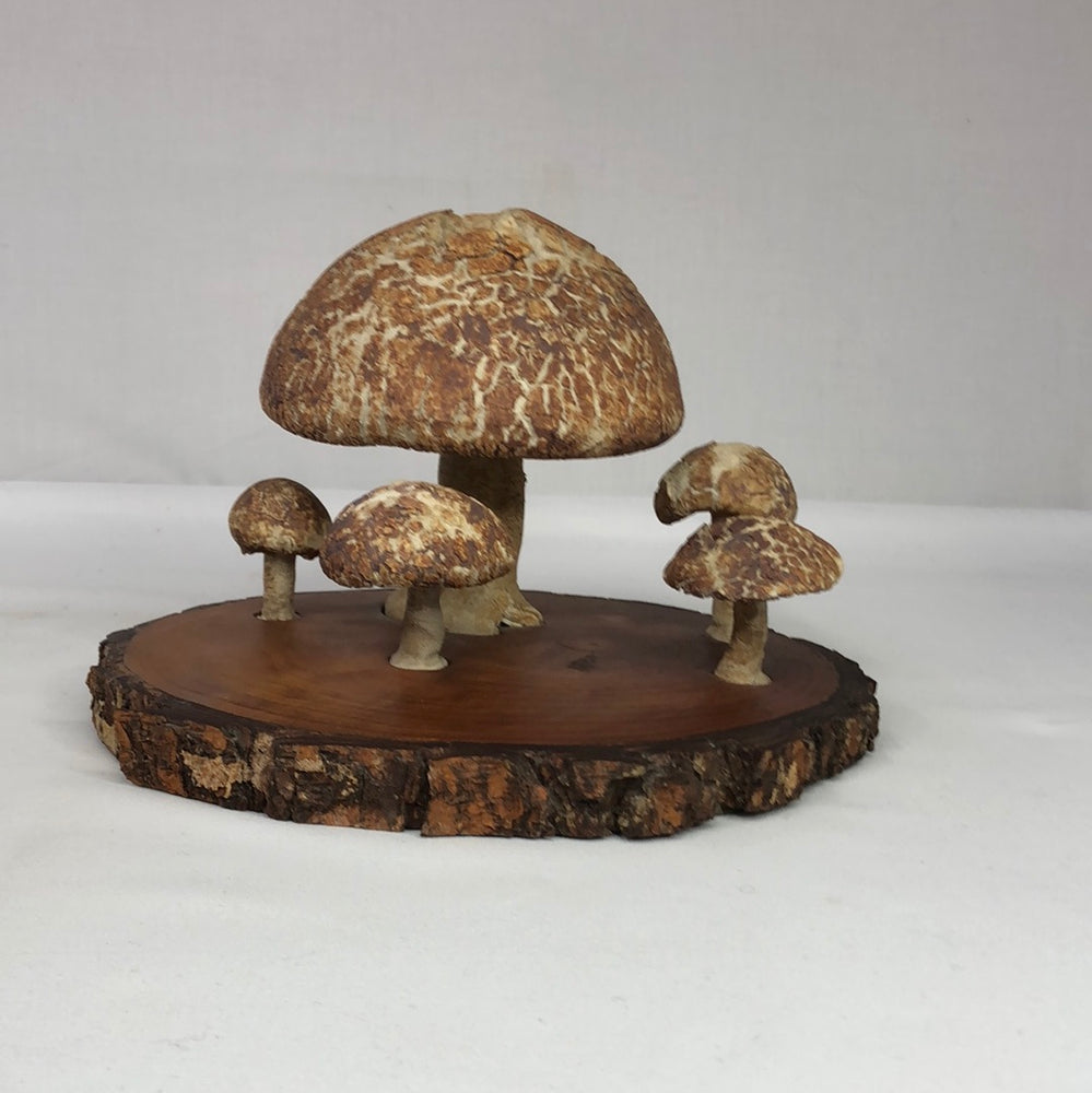 
                  
                    Ceramic Toadstools on Wood Base (17377)
                  
                