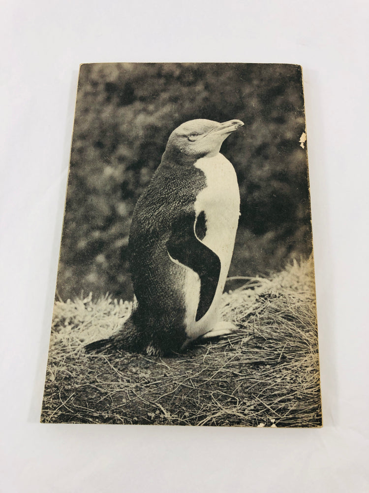
                  
                    Birds of New Zealand - Alfred Bailey (21576)
                  
                