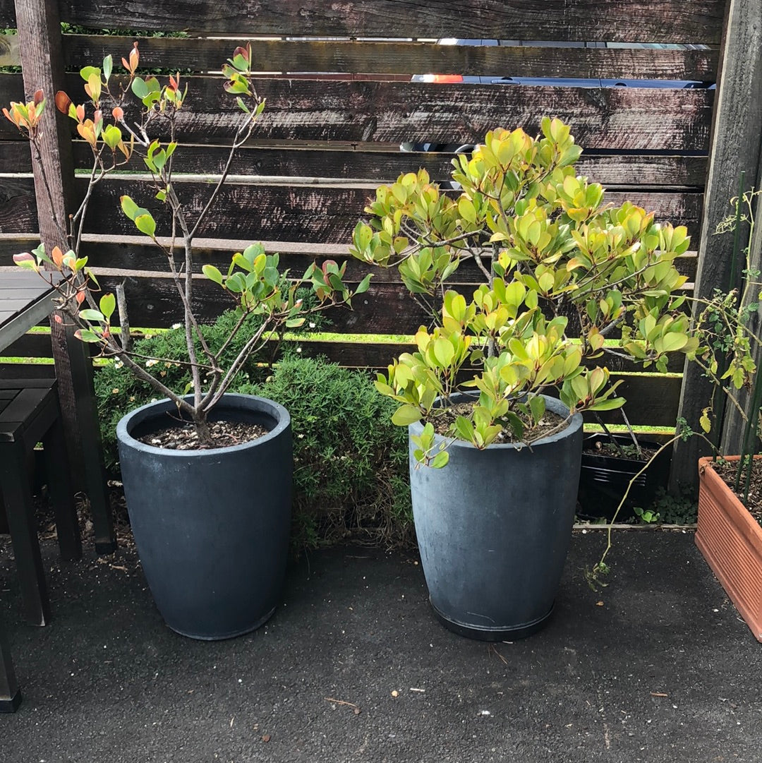 
                  
                    2 x Large Matching Outdoor Pots (17022)
                  
                