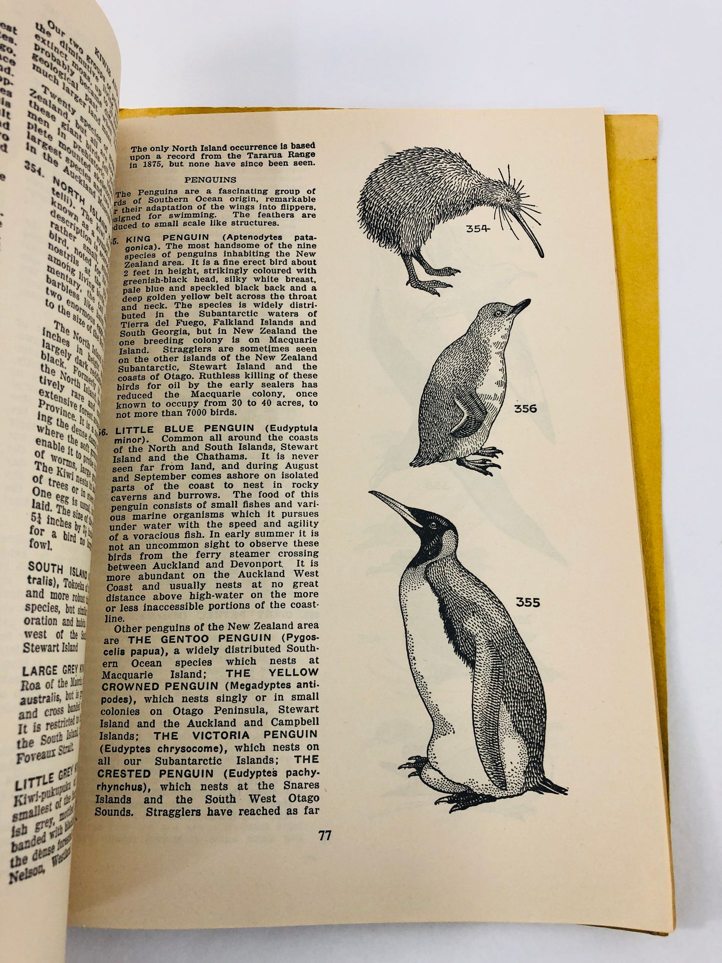 
                  
                    1947 - Auckland Museum Handbook of Zoology (21578)
                  
                