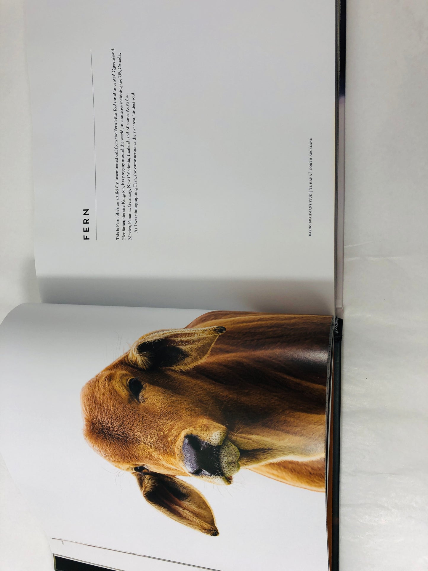 
                  
                    A Load of Bull by Amanda King (20654)
                  
                