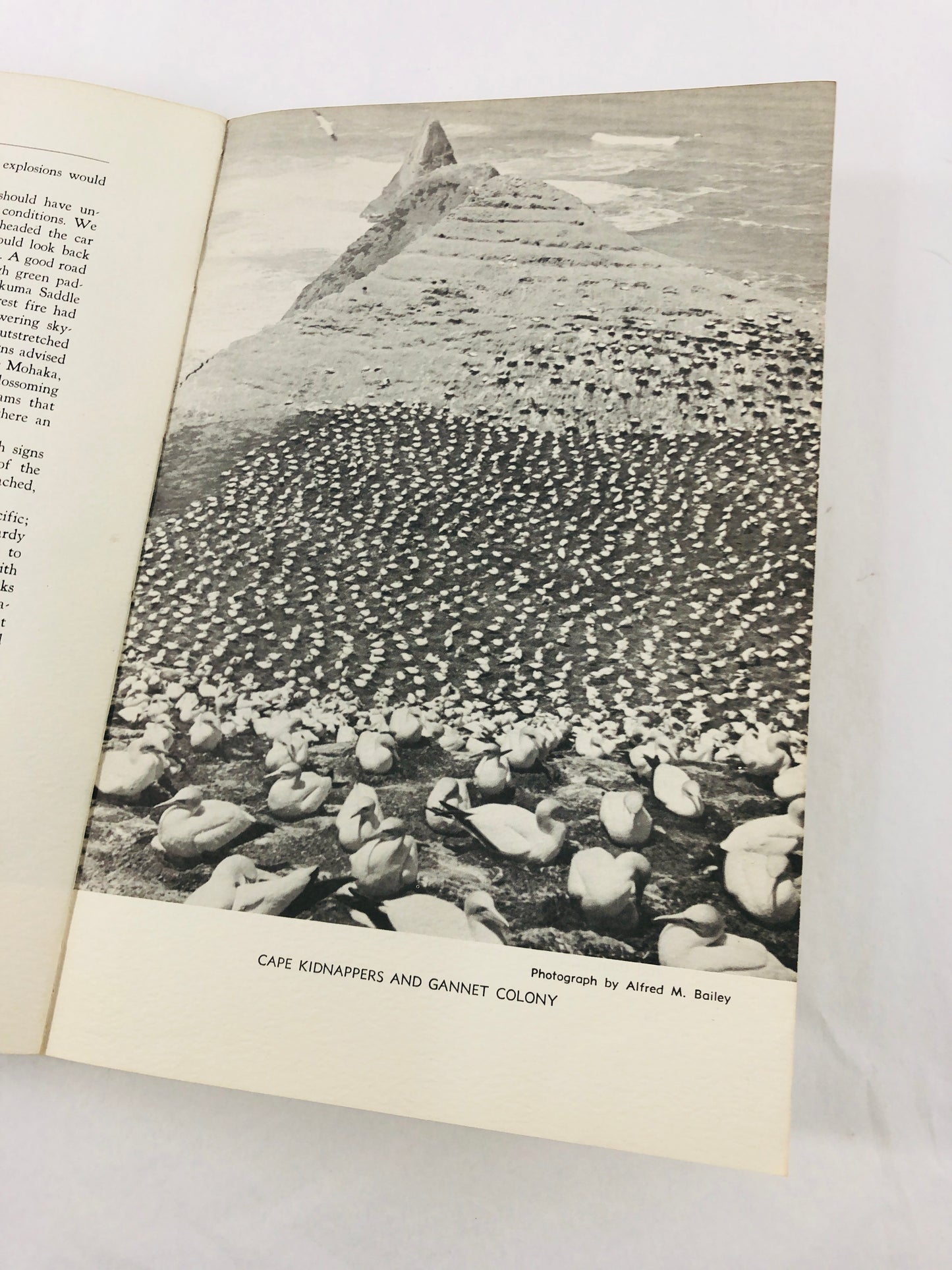 
                  
                    Birds of New Zealand - Alfred Bailey (21576)
                  
                