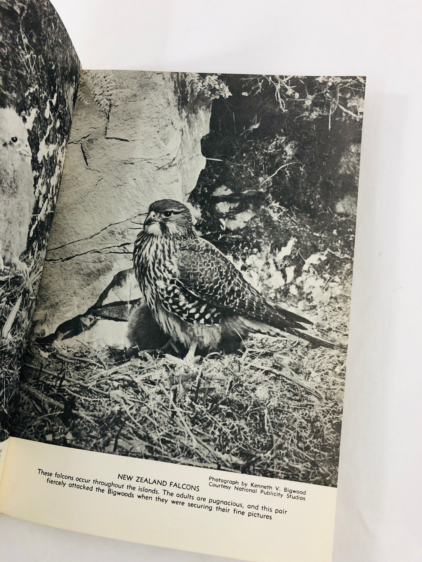 
                  
                    Birds of New Zealand - Alfred Bailey (21576)
                  
                
