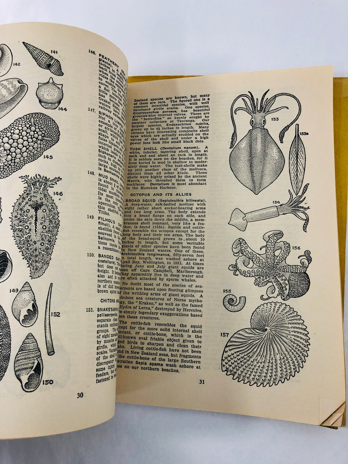 
                  
                    1947 - Auckland Museum Handbook of Zoology (21578)
                  
                