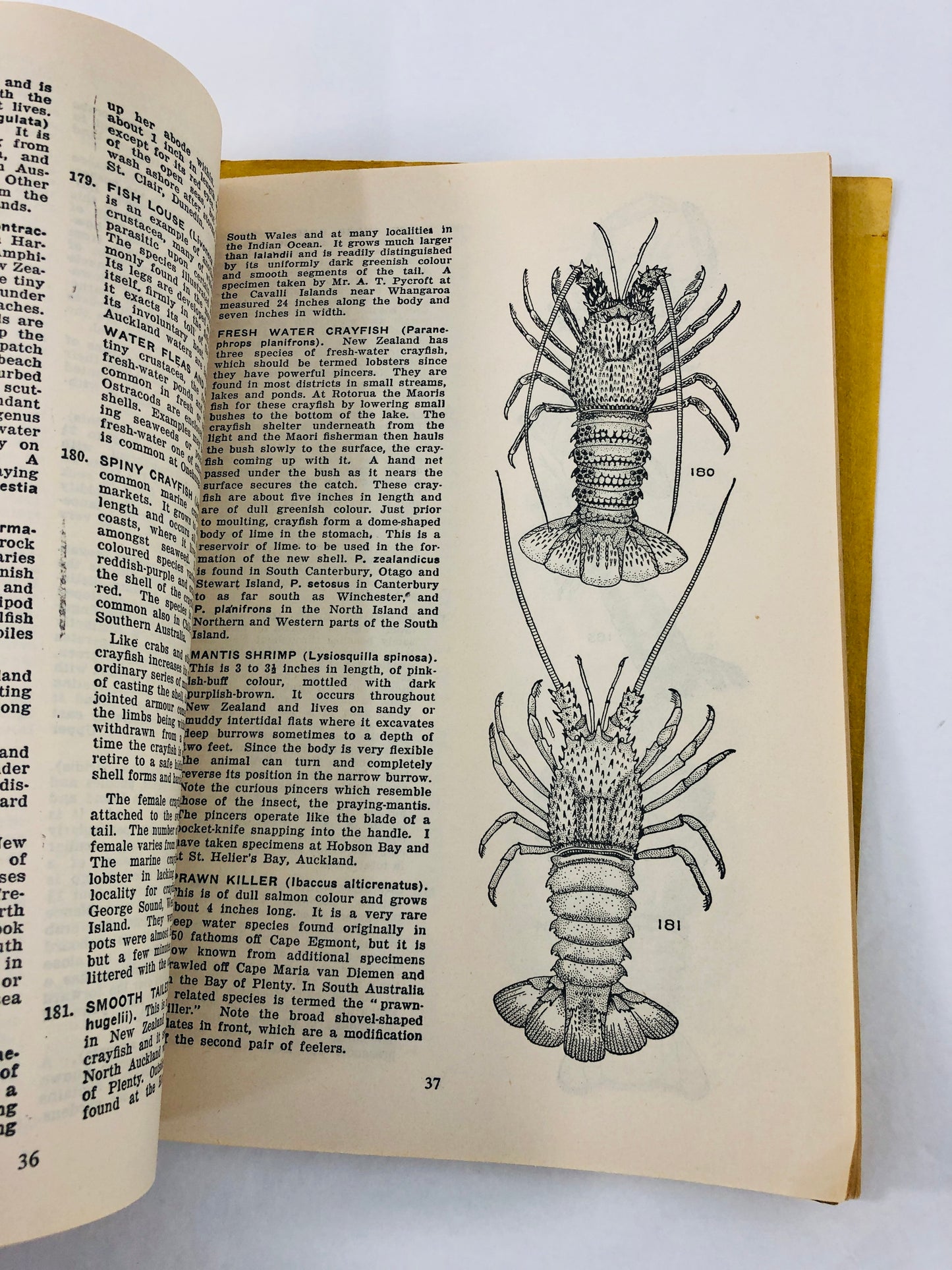 
                  
                    1947 - Auckland Museum Handbook of Zoology (21578)
                  
                