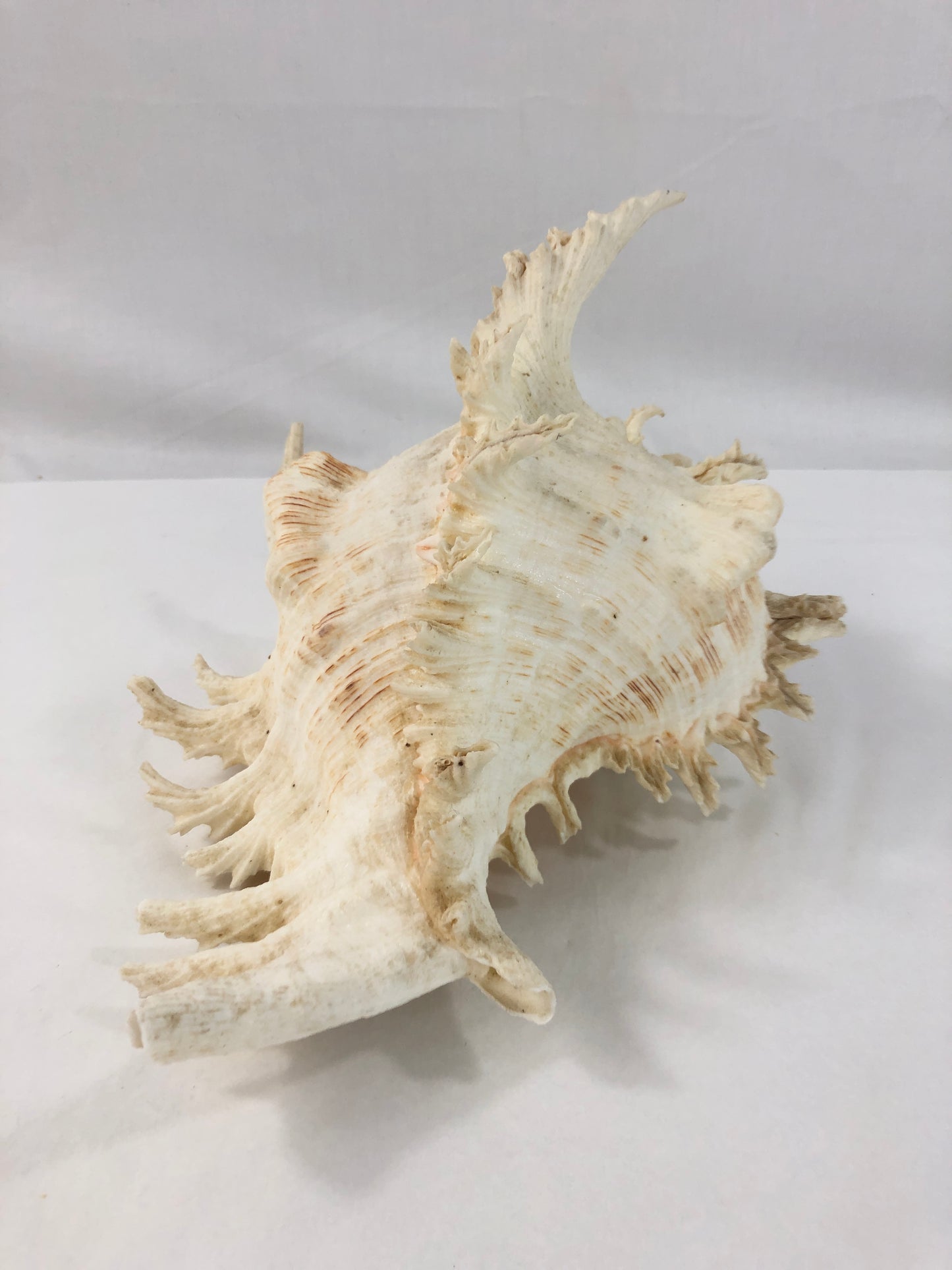 
                  
                    Murex  Branched Shell - Chicoreus Ramosus Large (19231)
                  
                