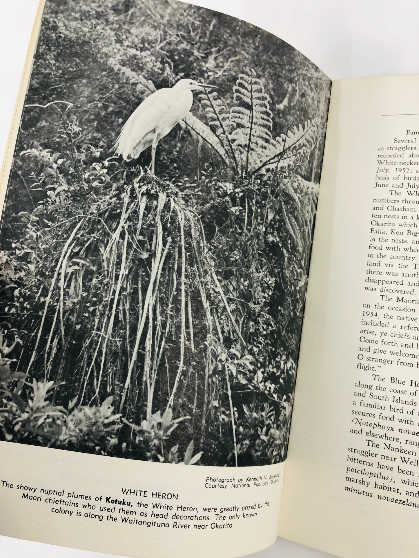 
                  
                    Birds of New Zealand - Alfred Bailey (21576)
                  
                