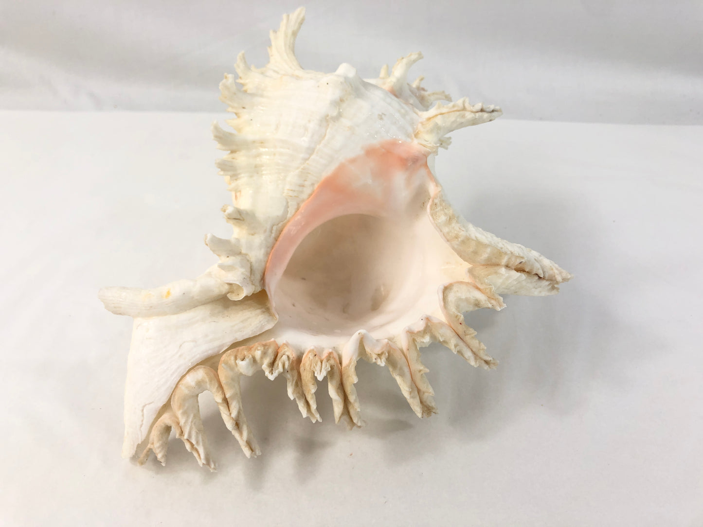 
                  
                    Murex  Branched Shell - Chicoreus Ramosus Large (19231)
                  
                