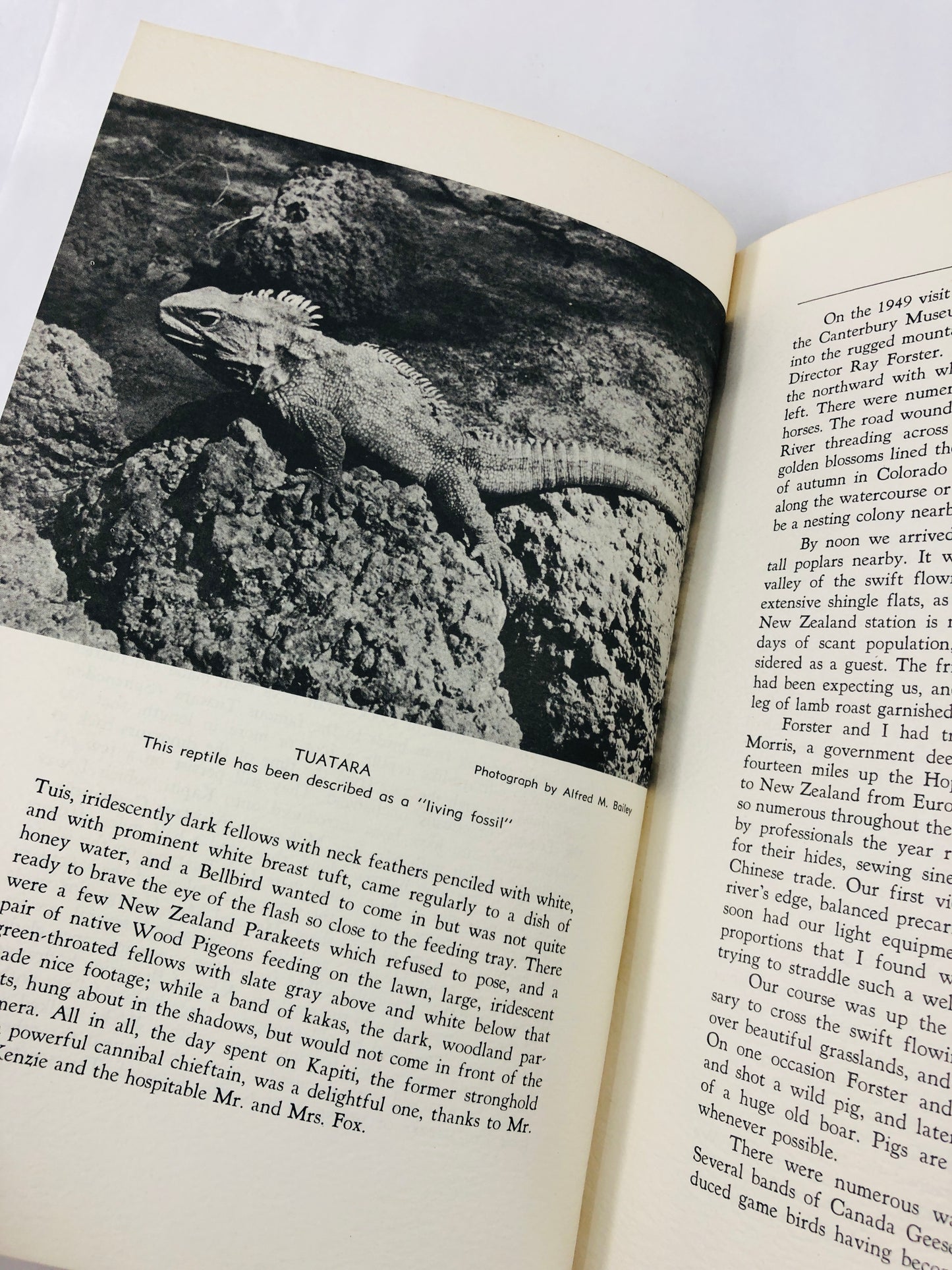 
                  
                    Birds of New Zealand - Alfred Bailey (21576)
                  
                