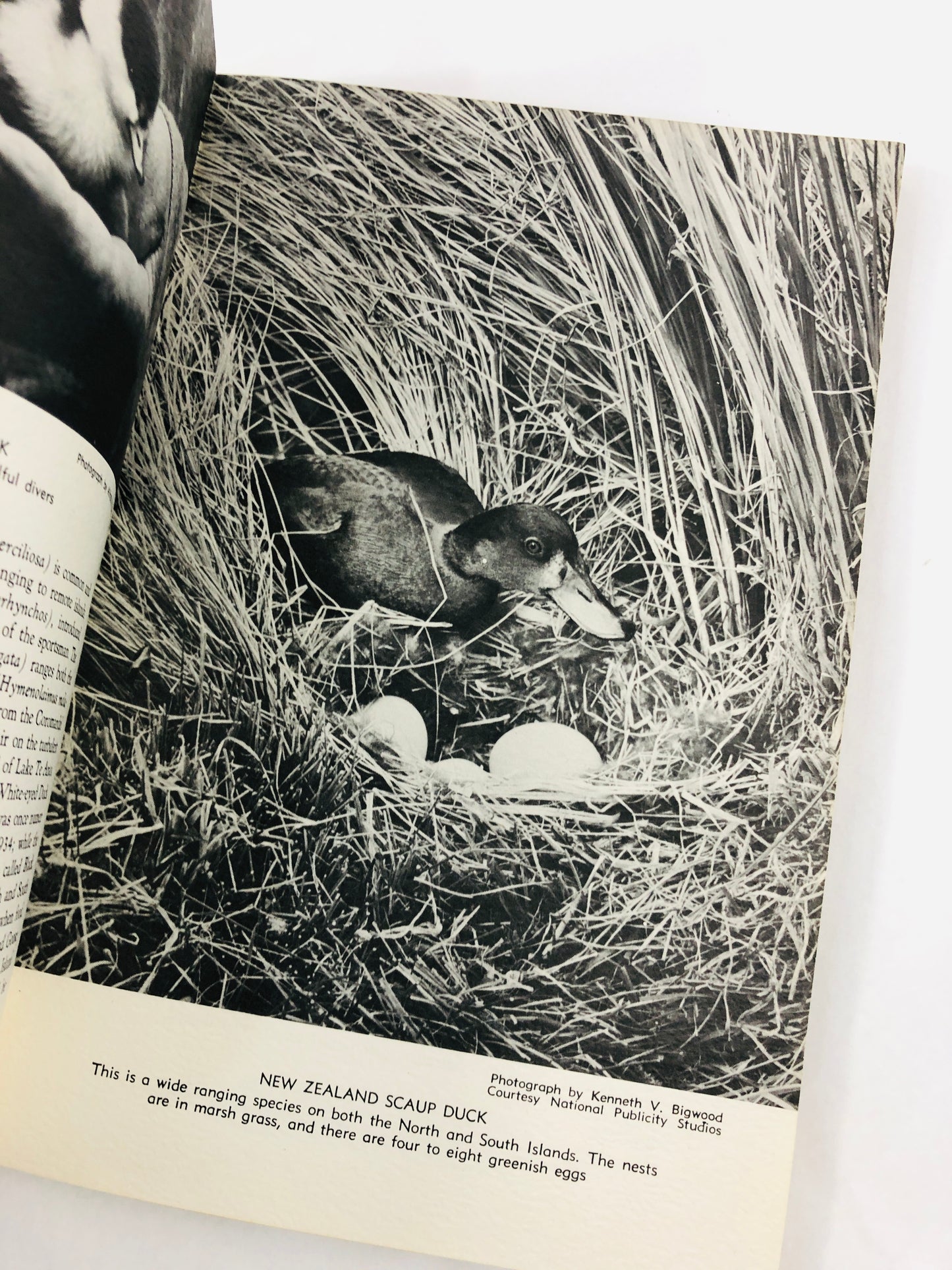 
                  
                    Birds of New Zealand - Alfred Bailey (21576)
                  
                