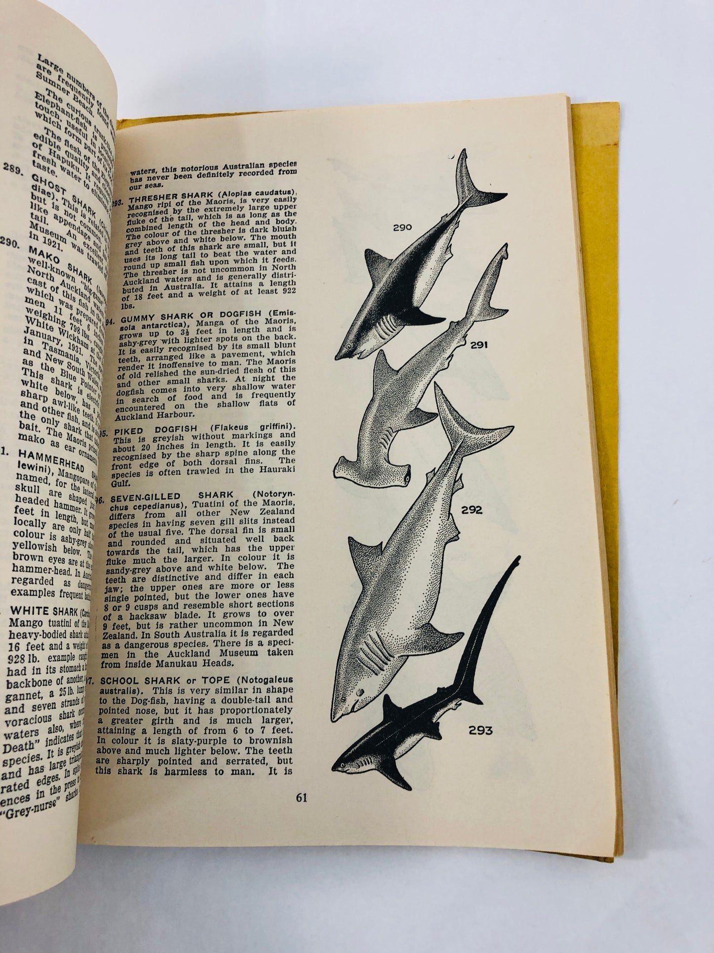 
                  
                    1947 - Auckland Museum Handbook of Zoology (21578)
                  
                