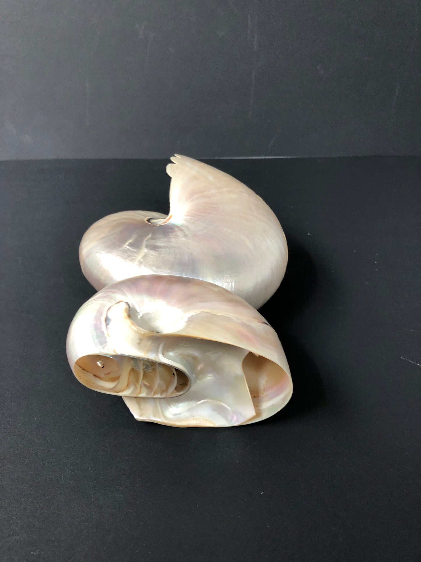 
                  
                    Pearl Carved Conch Shell - Australian (15139)
                  
                
