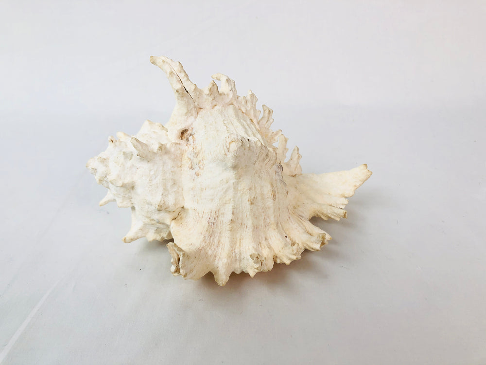 Murex Seashell (15499)