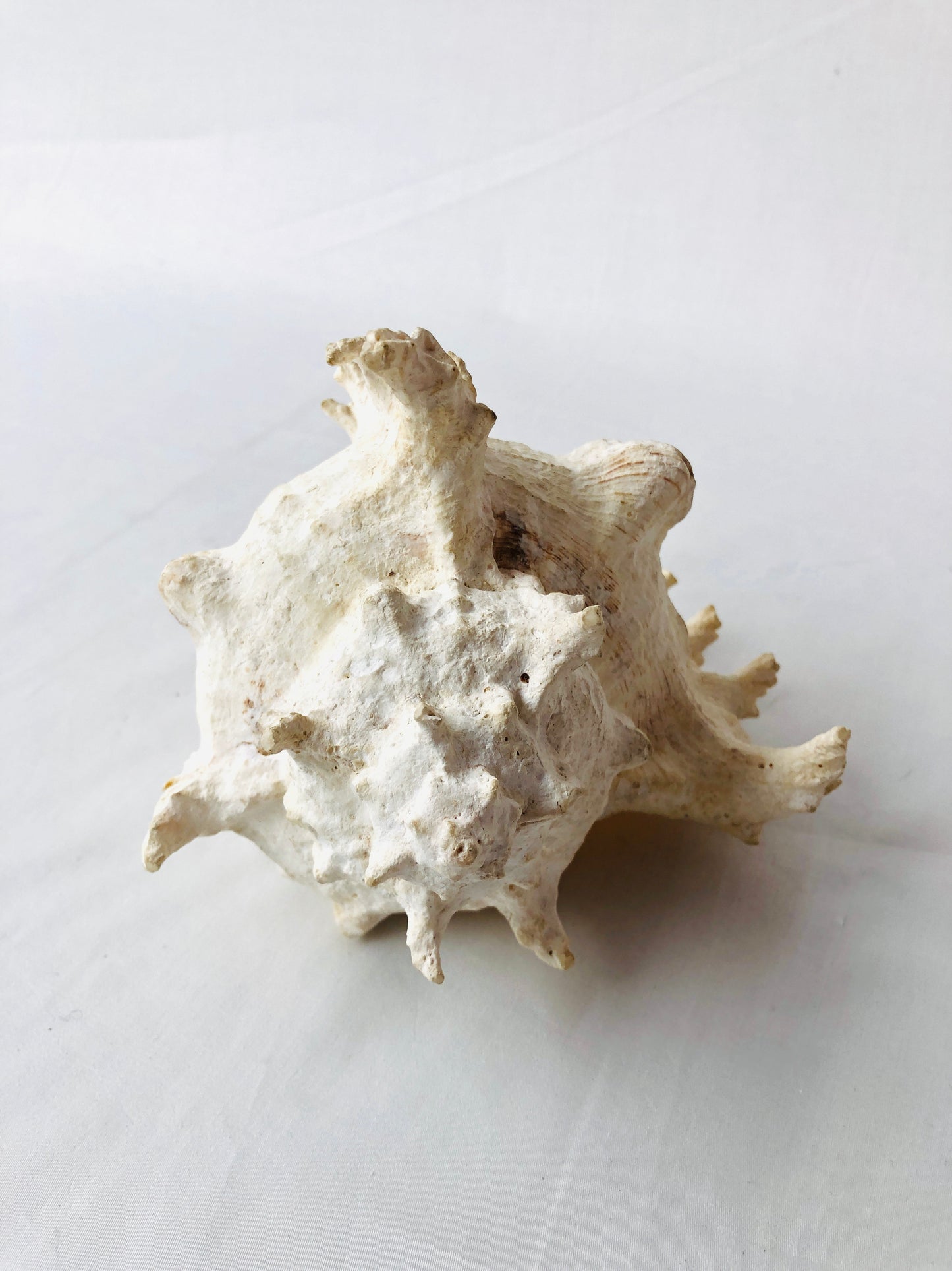 
                  
                    Murex Seashell (15499)
                  
                