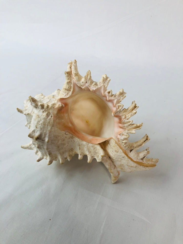 
                  
                    Murex Seashell (15499)
                  
                