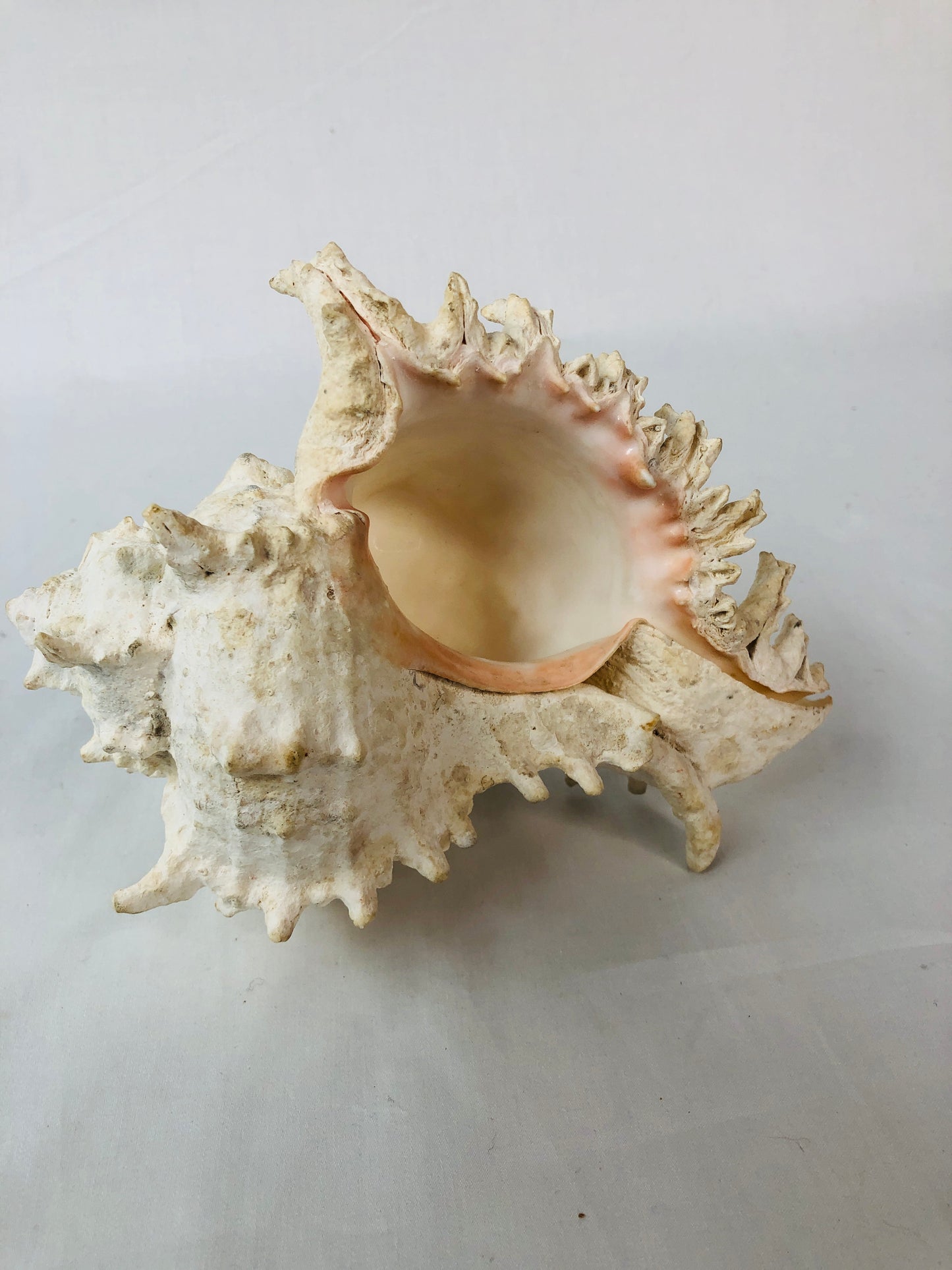 
                  
                    Murex Seashell (15499)
                  
                