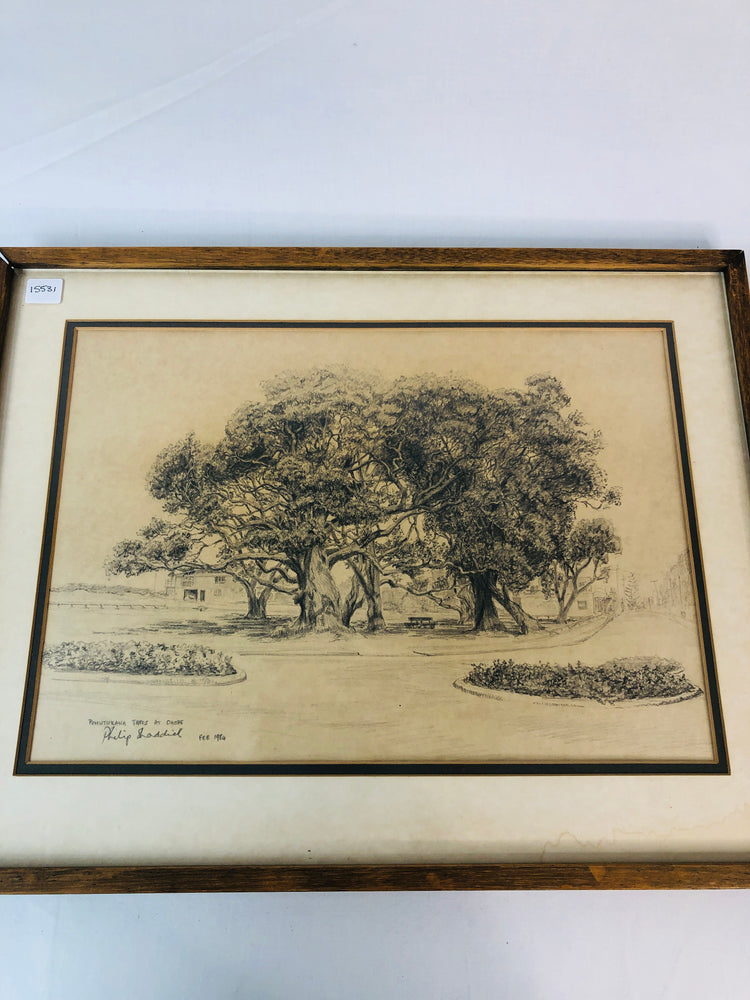 
                  
                    Pencil Drawing Pohutaka Trees at Ohope by Phillip Shaddick 1984 (15531
                  
                