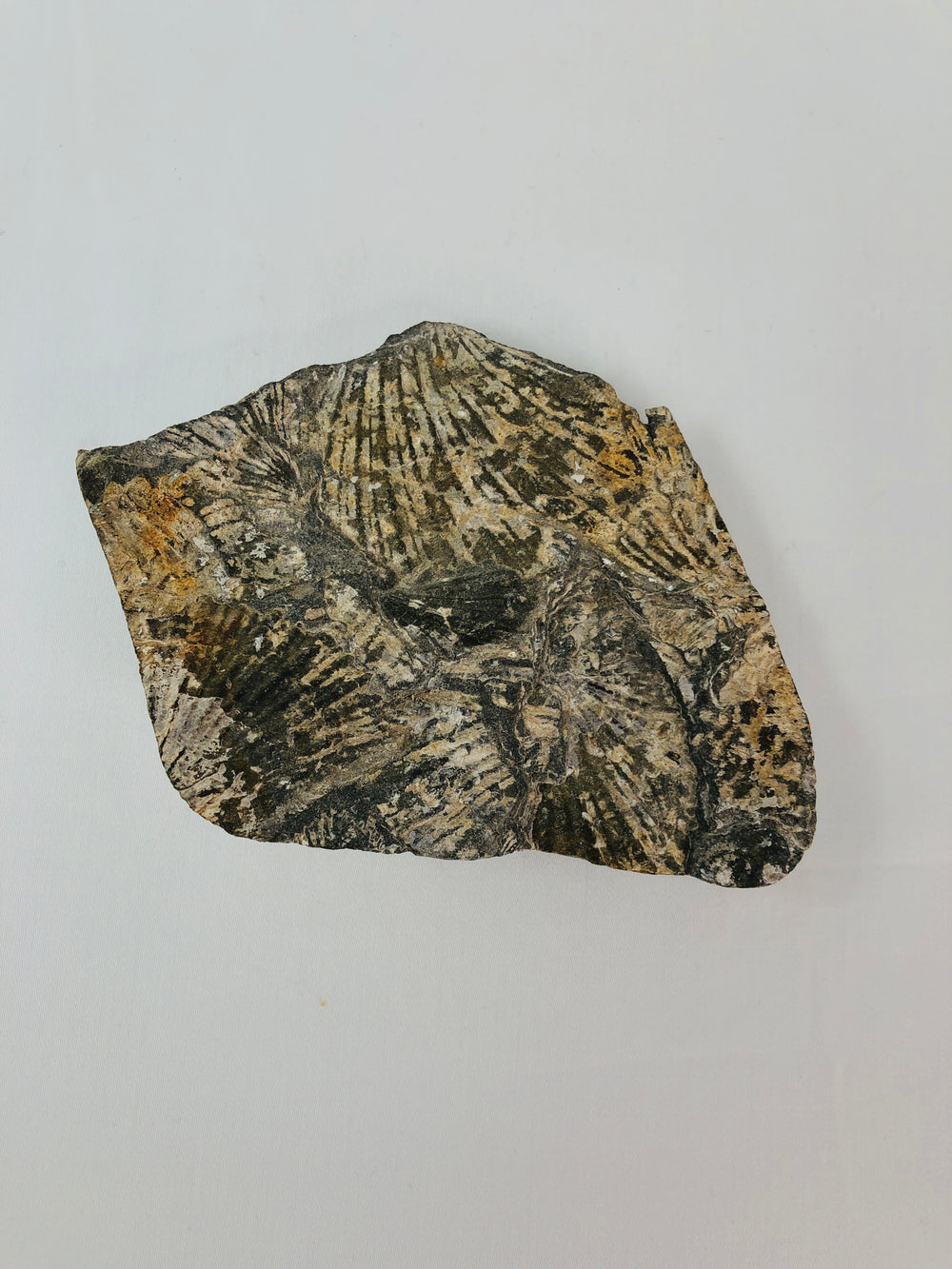 Fossil - Shells (15639)