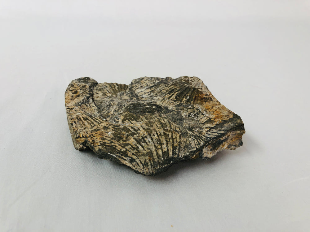 
                  
                    Fossil - Shells (15639)
                  
                
