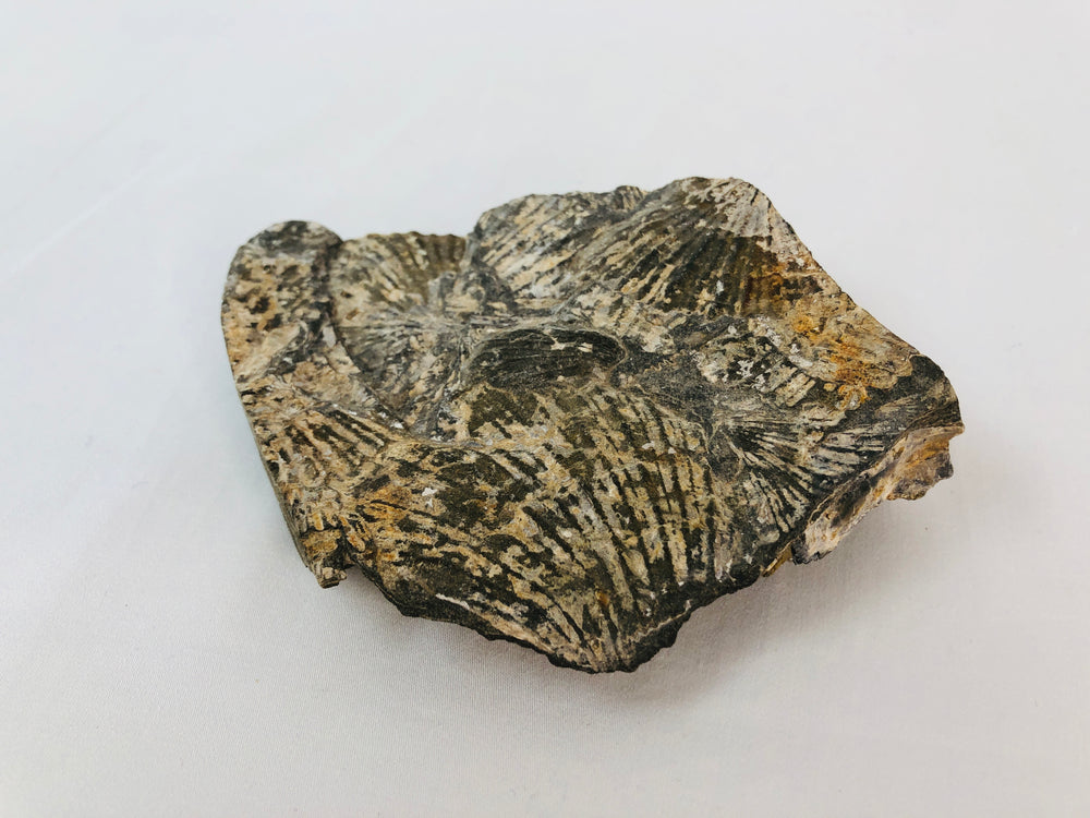 
                  
                    Fossil - Shells (15639)
                  
                