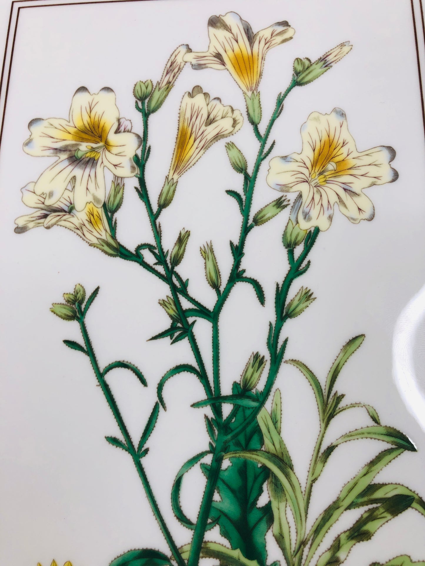 
                  
                    Royal Worcester -  Botanical Studies Wall Tile (16188)
                  
                