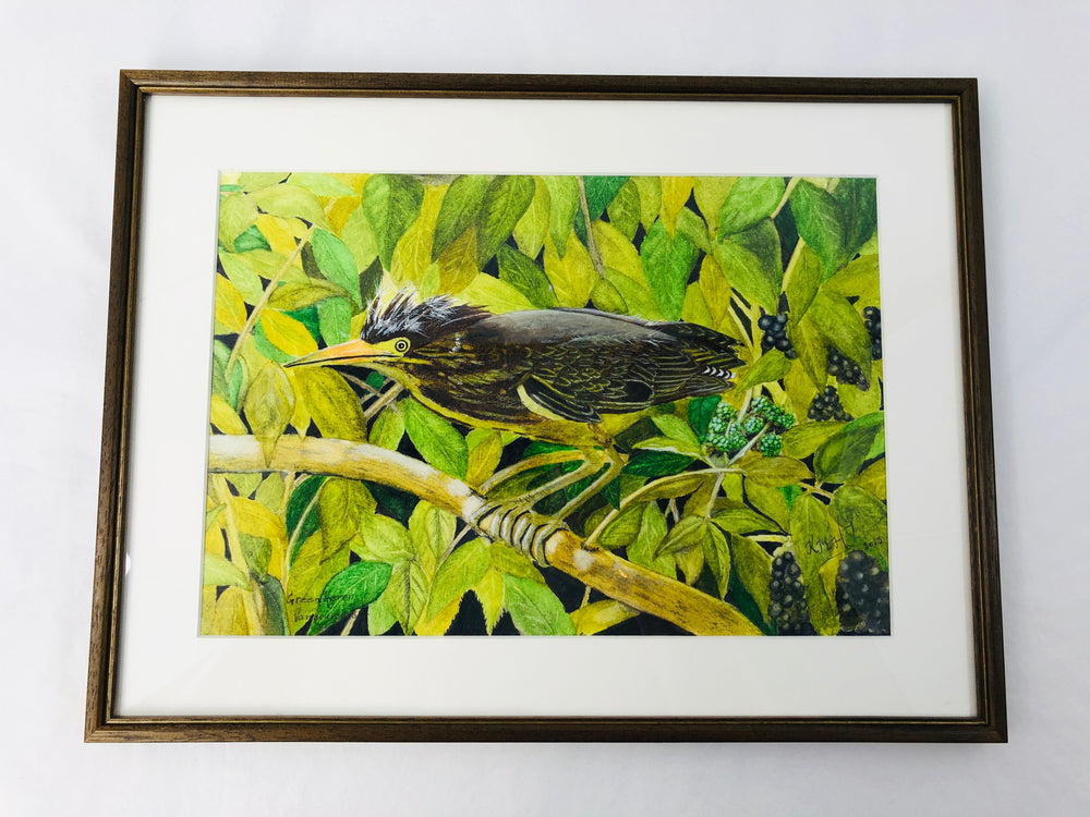 Green Heron - Water Colour  - KMJ (21844)