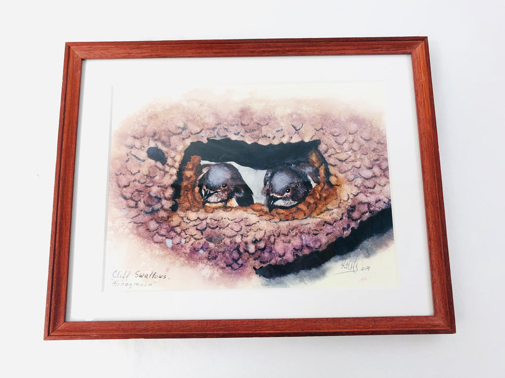 Cliff Swallows 