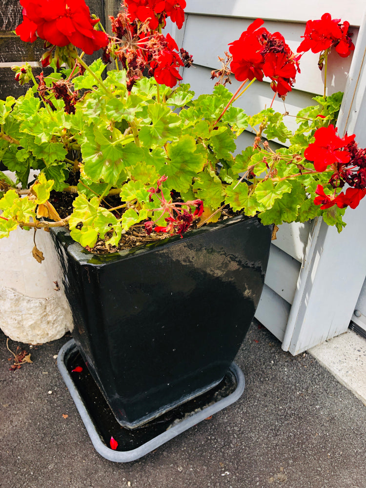 
                  
                    Large Black Planter Pots  x 2 - Geranium Plants (21971)
                  
                