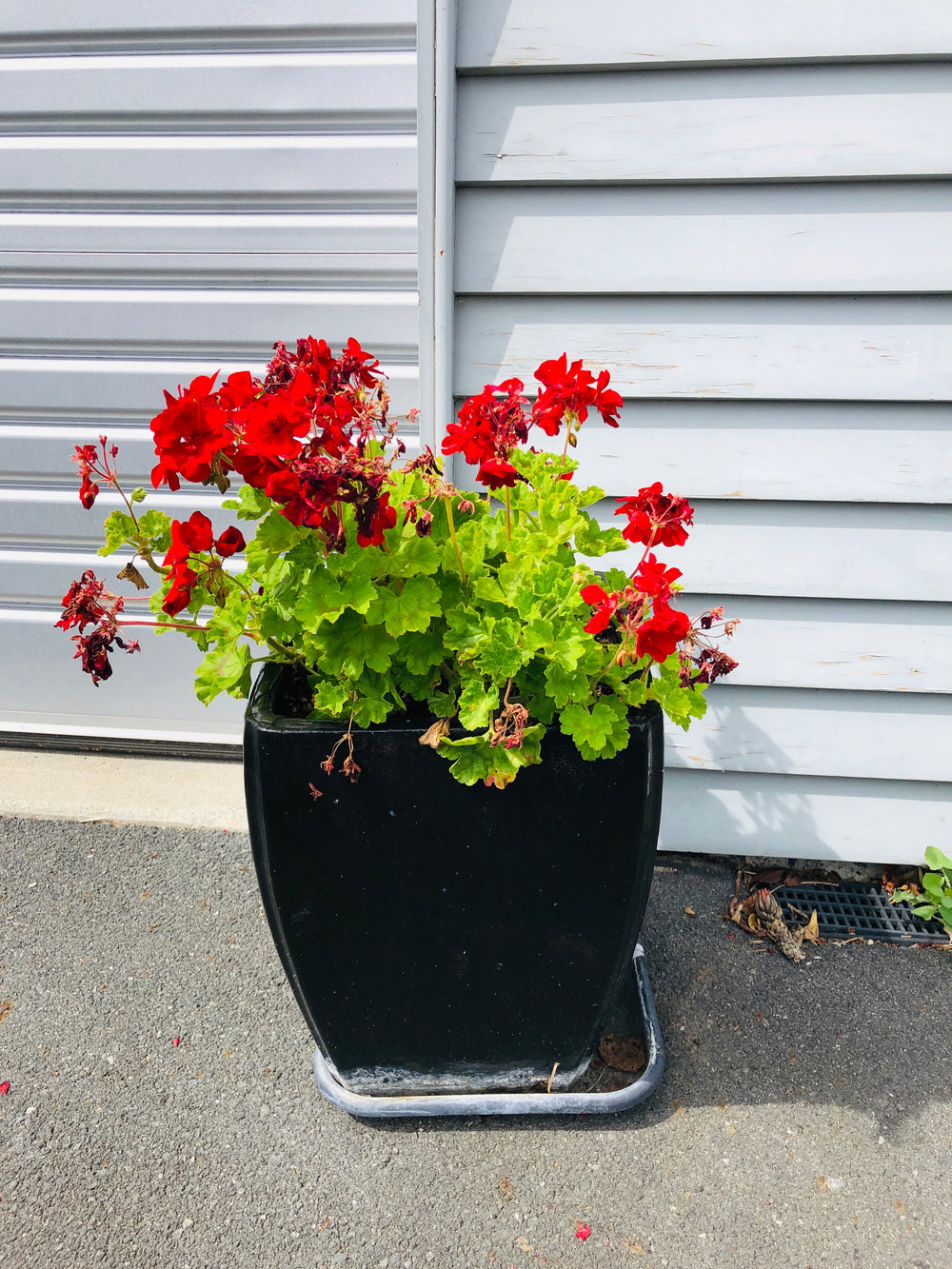 Large Black Planter Pots  x 2 - Geranium Plants (21971)