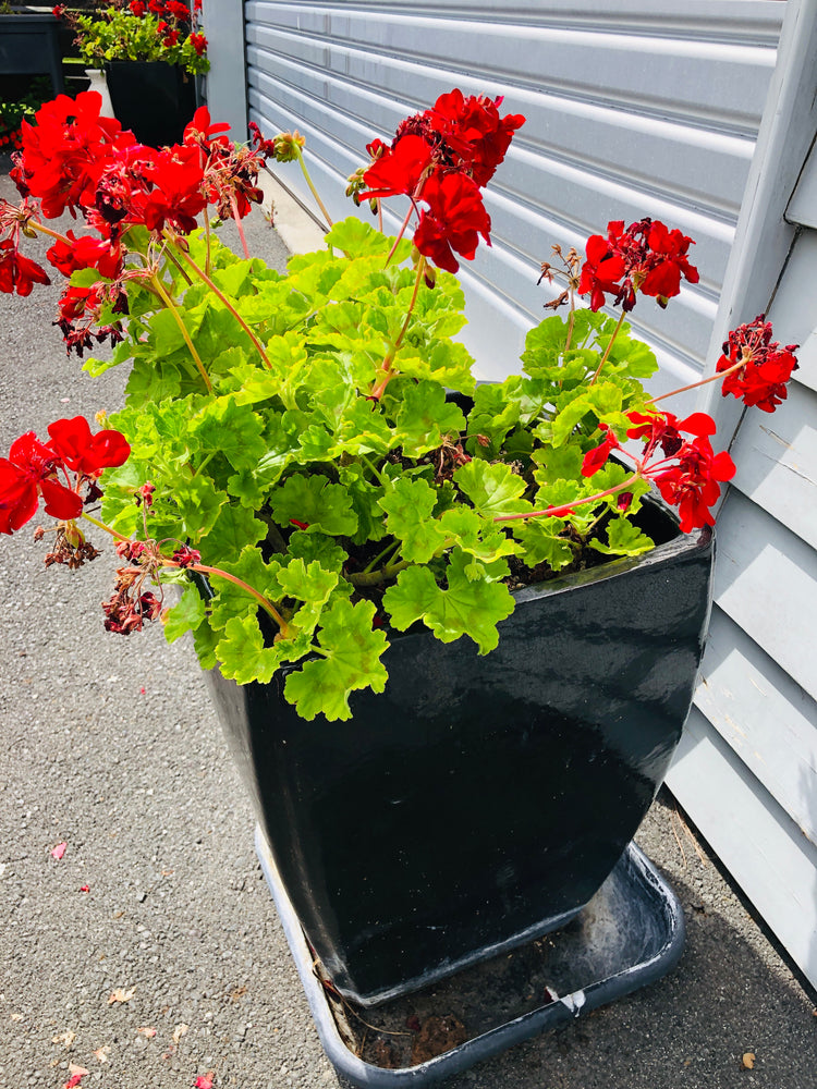 
                  
                    Large Black Planter Pots  x 2 - Geranium Plants (21971)
                  
                