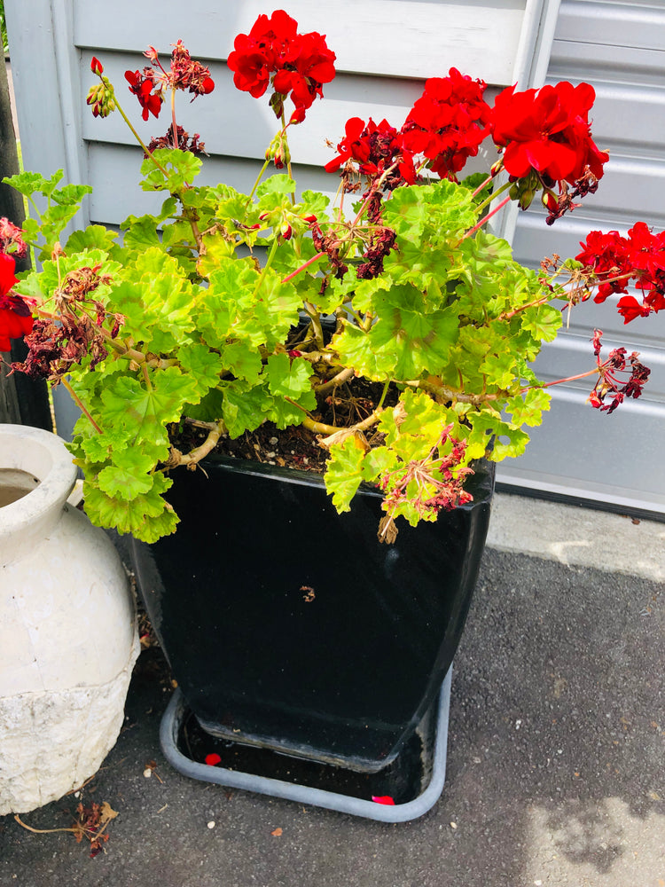 
                  
                    Large Black Planter Pots  x 2 - Geranium Plants (21971)
                  
                